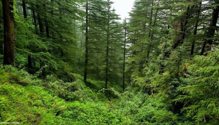 Pak flag, banners found in Uttarakhand forest, police on alert