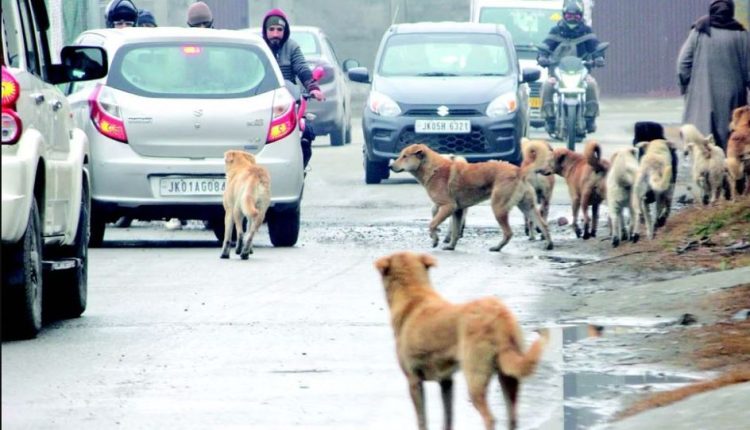 Dog bite cases on rise in srinagar
