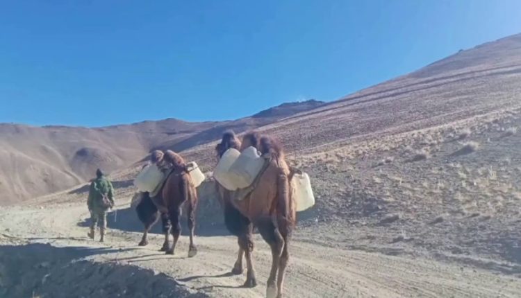 Army deploys double humped camels for logistical support in eastern Ladakh