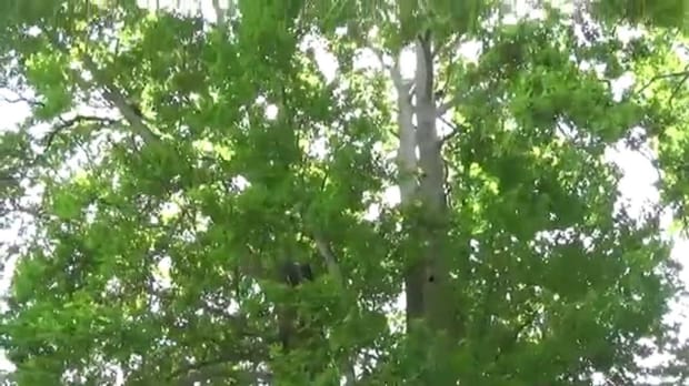 Magnificent Chinar trees in Kashmir