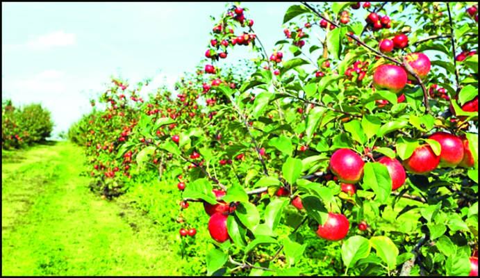 Fruit Production in Jammu Region: Blossoming Opportunities Amidst Challenges