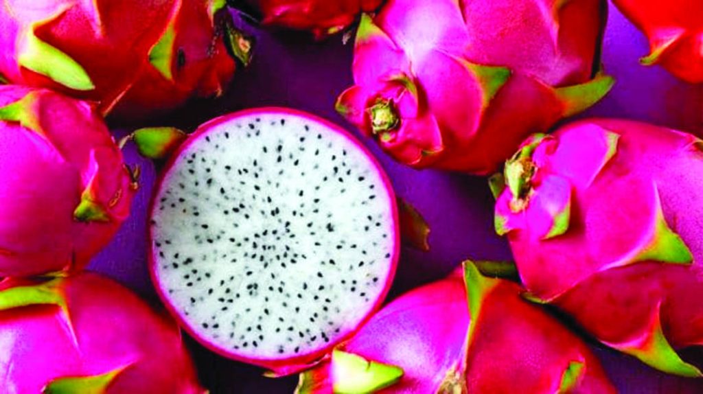 Organic Production of Dragon Fruit (Pitaya) in the Jammu Region